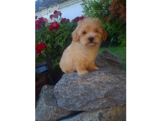Κουτάβια Maltipoo